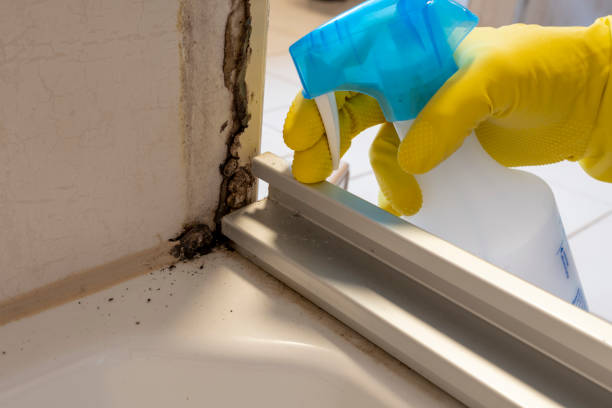 Attic Mold Removal in Jefferson, OR