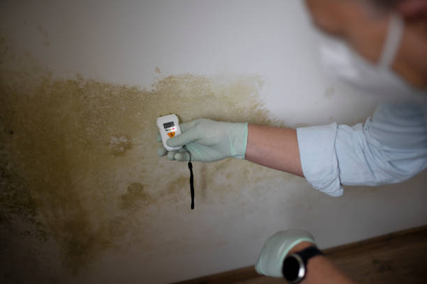 Best Local Mold Removal Service  in Jefferson, OR